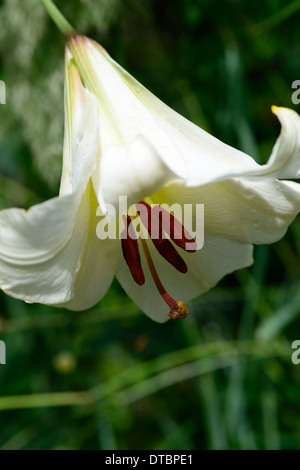 lilium brownii lily lilies white flower flowers trumpet flowering petals bulbs plant portraits closeup Stock Photo