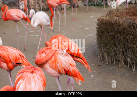 Flamingos at the Seoul Zoo. Stock Photo