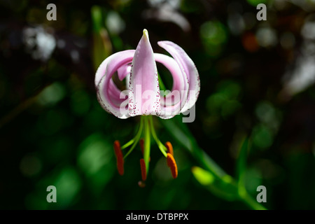 lilium lankongense lily lilies pink white flowers speckled markings petals bulbs plant portraits closeup turks cap Stock Photo