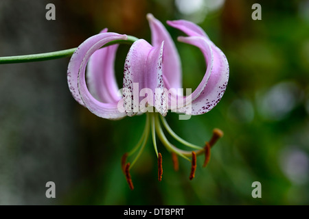 lilium lankongense lily lilies pink white flowers speckled markings petals bulbs plant portraits closeup turks cap Stock Photo