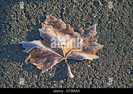 Frozen Maple Leaf Stock Photo