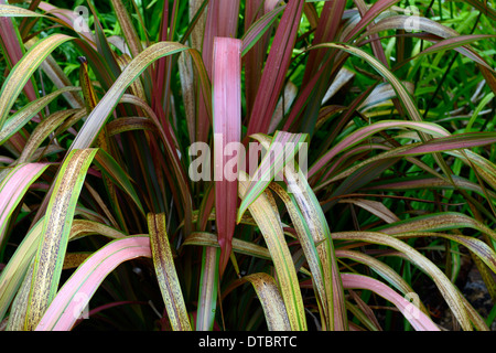 phormium jester New Zealand Flax foliage leaves green red strappy orange pink bronze variegated patterned Stock Photo