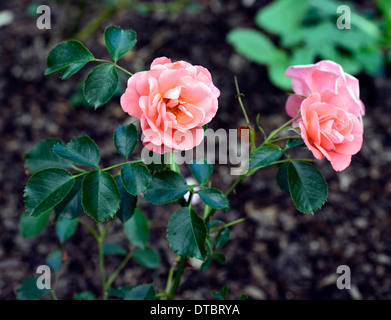 rosa fascination poulmax pink rose roses shrub plant portraits pale pink flowers flower flowering bloom blooming Stock Photo