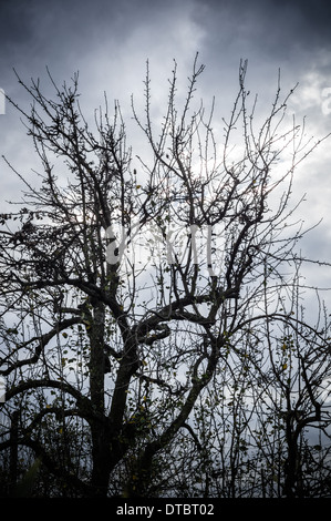 Silhouette of an apple- tree against cloudy sky Stock Photo