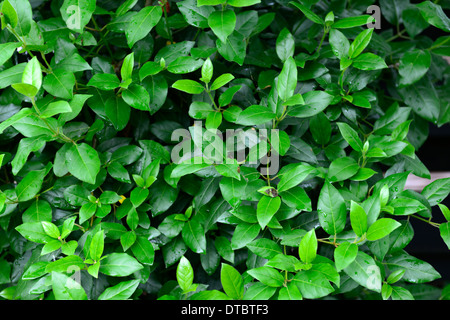 viburnum tinus eve price Laurustinus green leaves foliage dense shrub shrubs Stock Photo