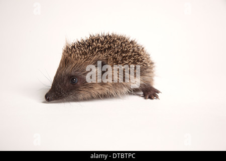 Juvenile European hedgehog in studio Stock Photo
