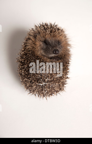 Juvenile hedgehog curled in ball in studio Stock Photo