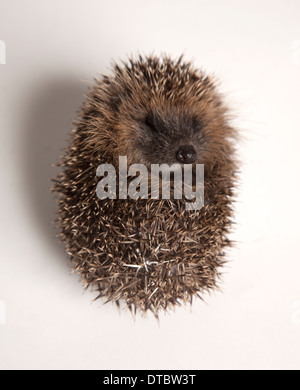 Juvenile hedgehog curled in ball in studio Stock Photo