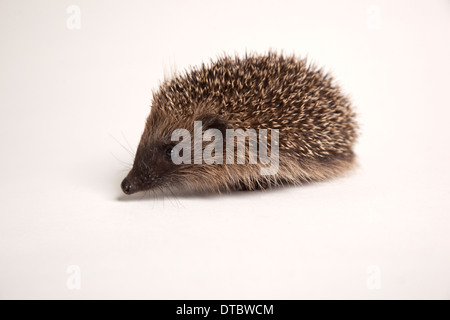 Juvenile European hedgehog in studio Stock Photo