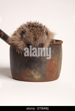 Juvenile European hedgehog in pot in studio Stock Photo