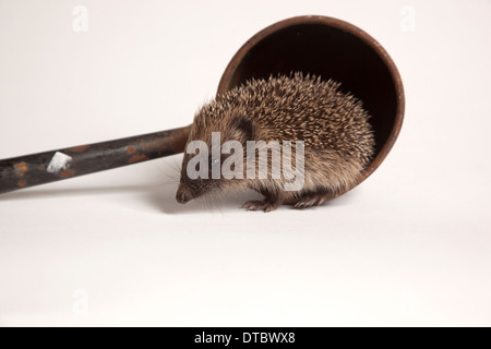 Juvenile European hedgehog in pot in studio Stock Photo
