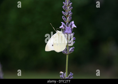 A Small White Butterfly on Lavender Stock Photo