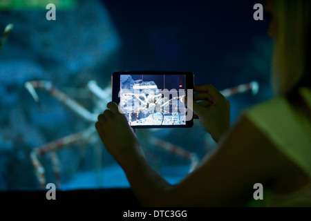 Young woman photographing spider crab on digital tablet in aquarium Stock Photo