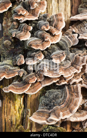 Group of striped mushrooms growing on old weathered tree trunk Stock Photo