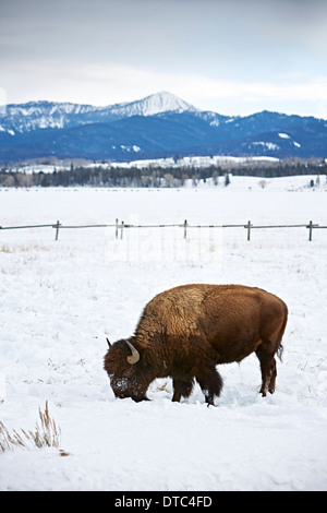 American buffalo grazing in snow, Grand Teton National Park, Wyoming, USA Stock Photo