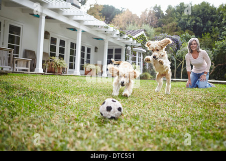 Puppies running after ball, woman in background Stock Photo