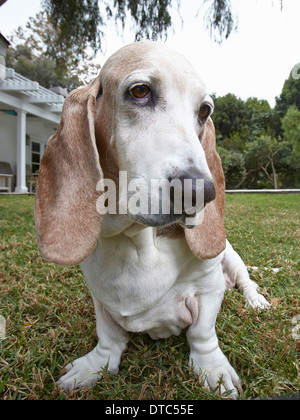 Close up of dog sitting on grass Stock Photo