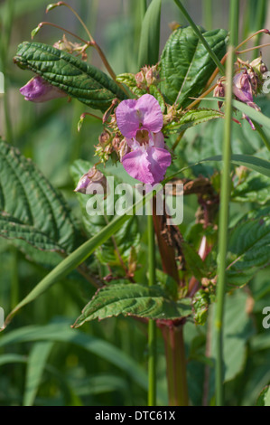 Himalayan Basalm flower in the Cumbrian hedgerows