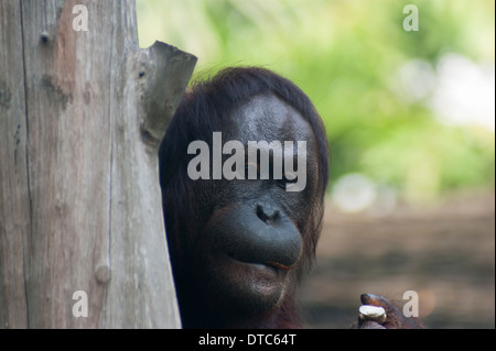 Orangutan peering at Singapore Zoo Stock Photo