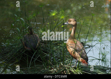 Lesser Whistling Ducks in a park in Singapore Stock Photo