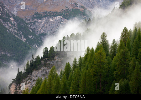 Fog over coniferous forest in the mountains at Val Mingèr, Swiss National Park at Graubünden / Grisons in the Alps, Switzerland Stock Photo