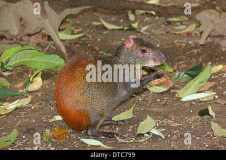 Red Rumped Agouti (Dasyprocya leporina) eat sitting on forest floor Stock Photo