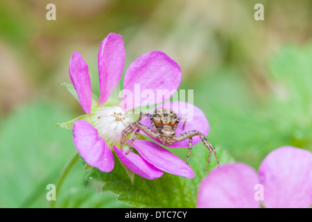 Arctic raspberry and Crab spider Stock Photo