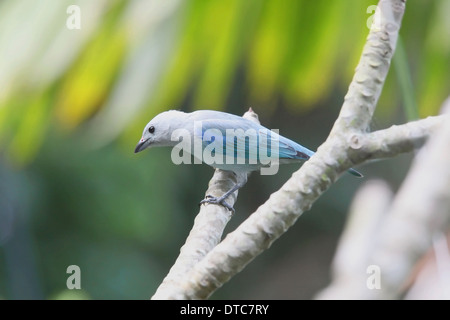 Blue-Gray Tanager (Thraupis episcopus) Stock Photo