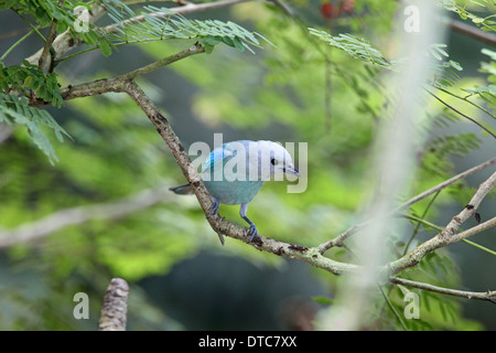 Blue-Gray Tanager (Thraupis episcopus) perched in forest Stock Photo
