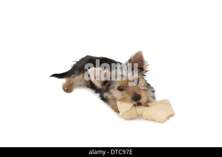 Yorkshire terrier puppy munching on a bone Stock Photo