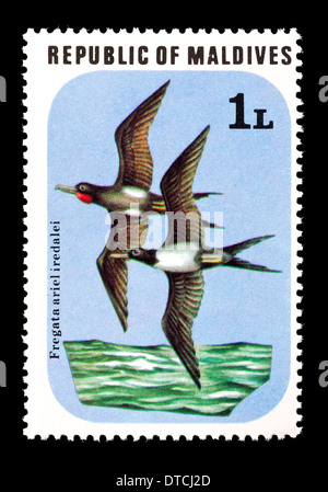 Postage stamp from the Maldive Islands depicting Lesser Frigate Birds in flight. Stock Photo