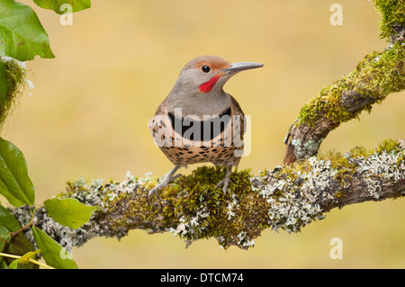 Northern Flicker Red-shafted Male Stock Photo