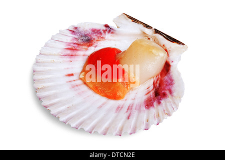 Fresh opened scallop shell isolated on white background Stock Photo
