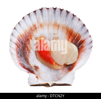 Fresh opened scallop shell isolated on white background Stock Photo