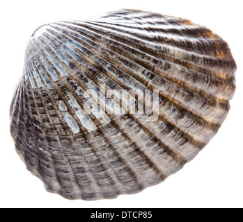 Sea Cockleshell Isolated On White Background. Gray Shell Stock Photo