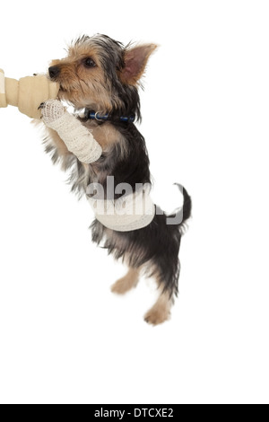 Bandaged yorkshire terrier puppy on a bone Stock Photo