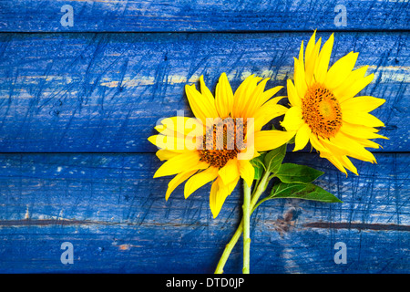 Two yellow sunflowers on a painted fence Stock Photo