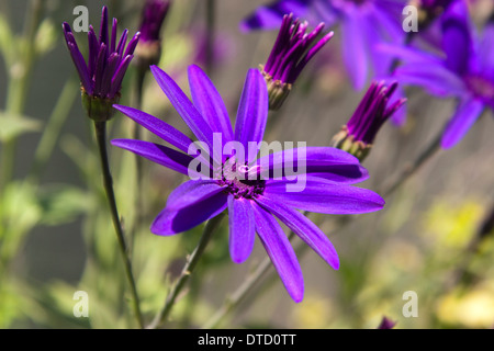 Flowers in the Church Garden of St. Dunstan in the East, London, England. Stock Photo