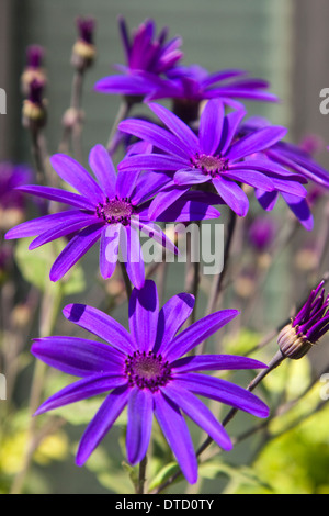 Flowers in the Church Garden of St. Dunstan in the East, London, England. Stock Photo