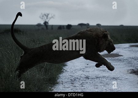 Lion jumps river. Serengeti National Park. Tanzania. Africa Stock Photo