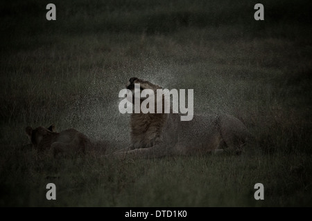 Lion shakes main after rain downpour . Serengeti National park. Tanzania. Africa