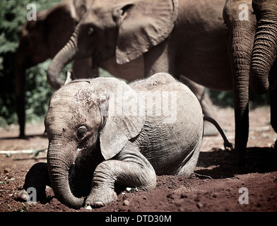 Elephant orphan at Sheldrick Elephant orphanage . Nairobi. Kenya Stock Photo