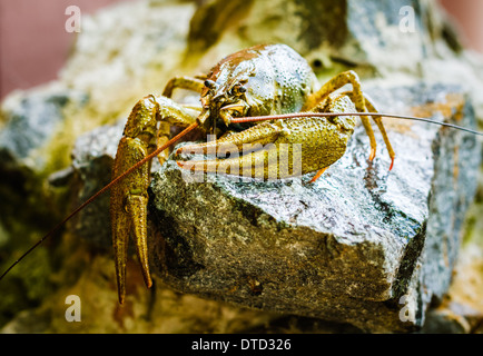 Live crayfish on stone near the river, close up Stock Photo