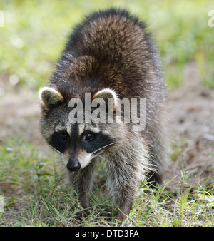 Young Raccoon,Close Up Shot Stock Photo