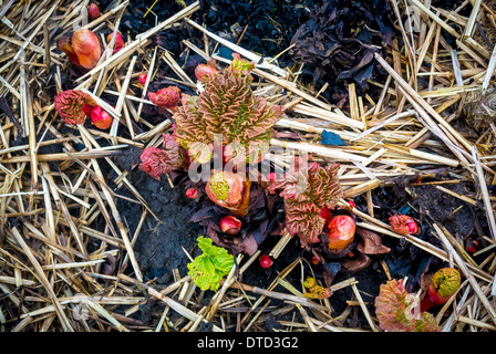 New rhubarb plant shoots emerging from ground Stock Photo