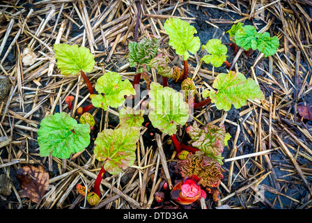 New rhubarb plant shoots emerging from ground Stock Photo