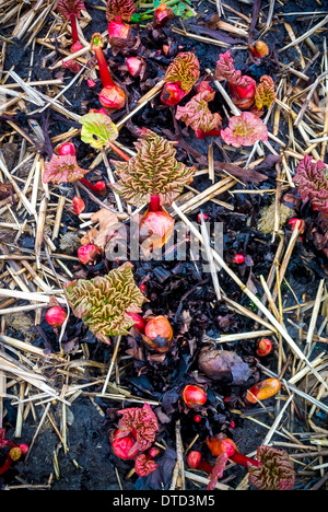 New rhubarb plant shoots emerging from ground Stock Photo