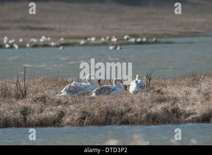 Mute swans at the Widewater Nature Reserve at Lancing and Shoreham Beach Sussex UK Stock Photo