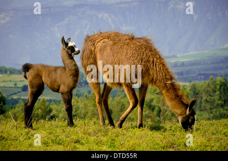 Llamas on Cochasqui piramids, baby mother, Ecuador Stock Photo