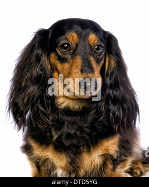 Black and tan long haired dachshund head shot isolated on white background  Stock Photo - Alamy